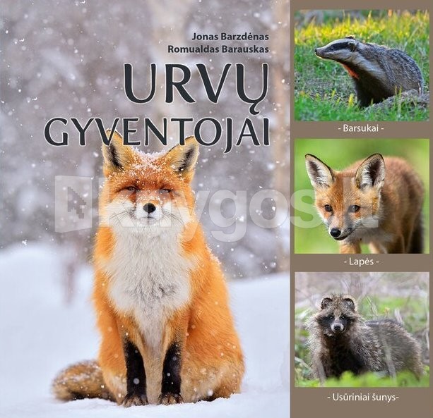 Urvų gyventojai: lapės, barsukai, mangutai