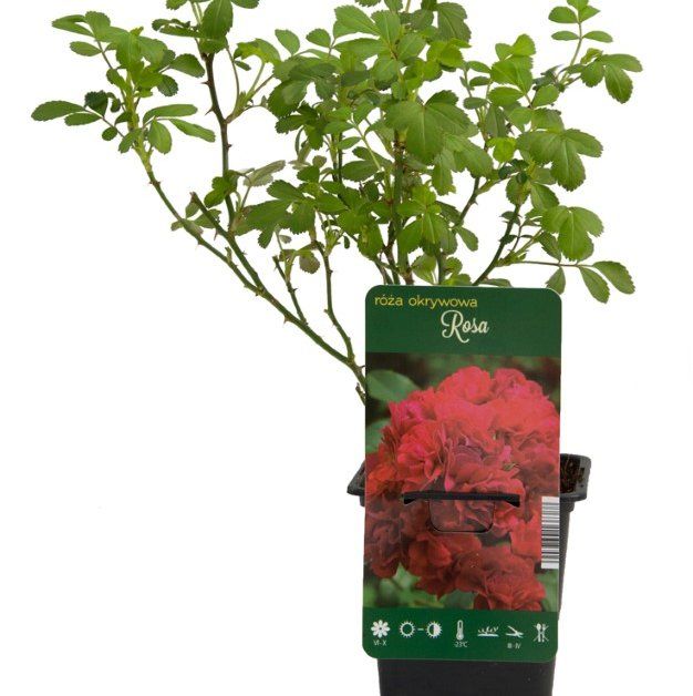 Daugiametis augalas, šliaužianti rožė, įvairios veislės, vazonėlis 2 l.