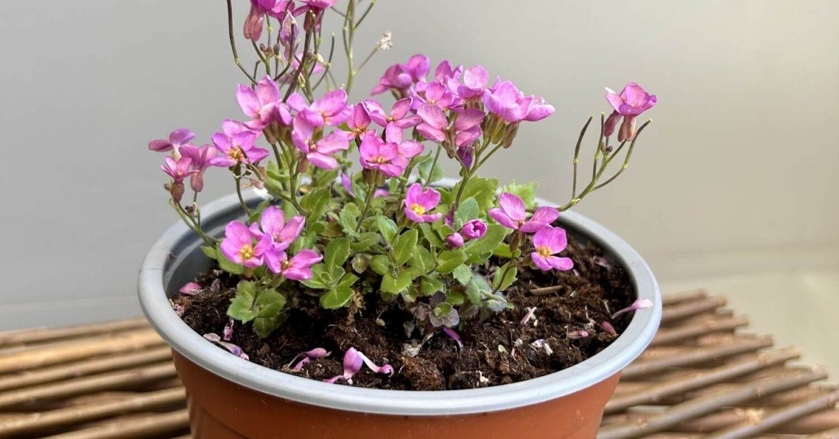 Daugiametė gėlė, vaistutis, vazonėlio skersmuo 15 cm.