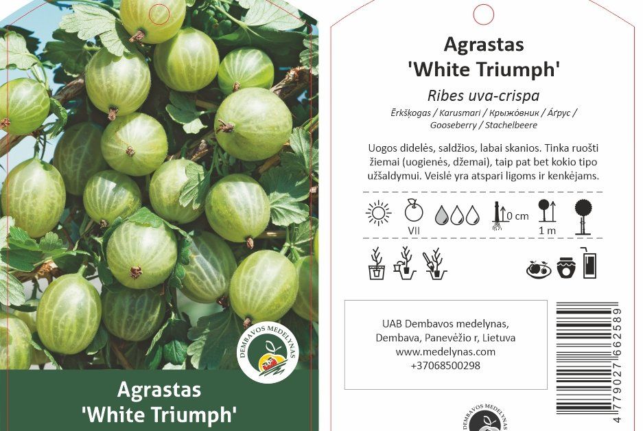 Vaiskrūmis, agrastas "White Triumph", ant stiebo