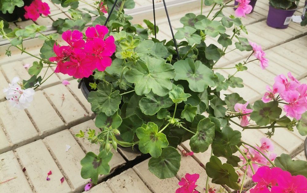 Vienmetės gėlės kompozicija (svyranti), vazonėlio skersmuo 23 cm.