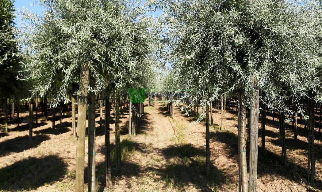 Vaismedis, kriaušė gluosnialapė "Pendula", vazonas 50 l.