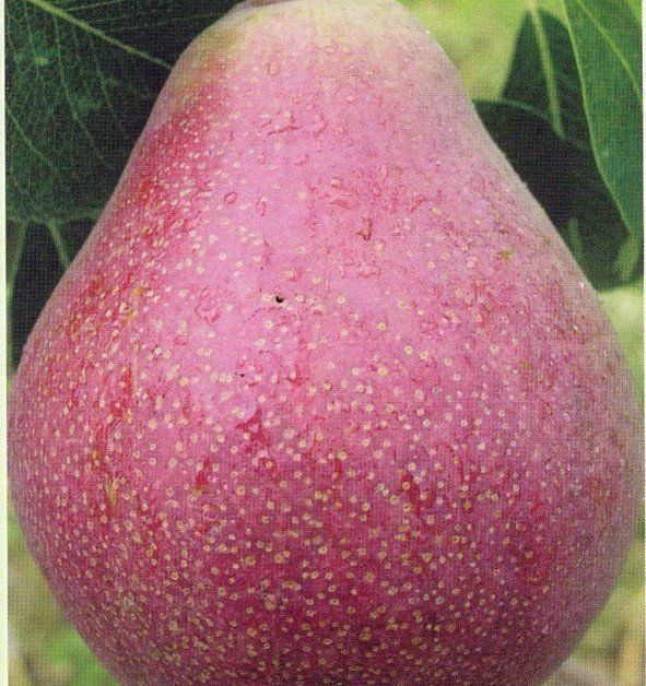 Vaismedis, kriaušė "Kliapo mėgstamoji"