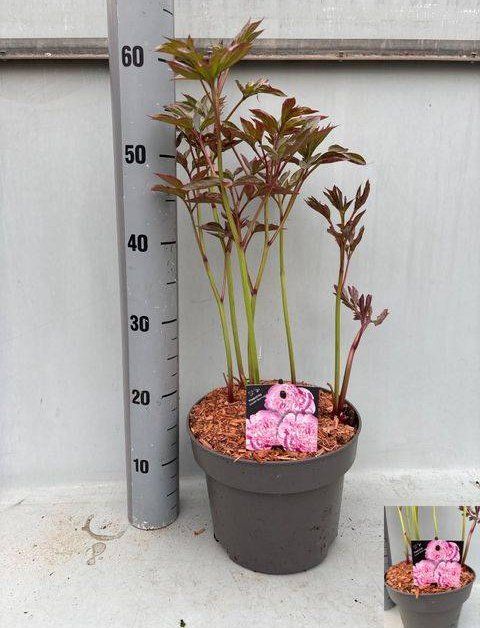 Daugiametė gėlė, bijūnas "Sarah Bern", vazonėlio skersmuo 23 cm.