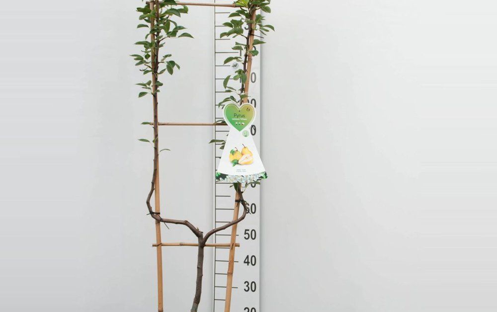 Vaismedis, kriaušė paprastoji, vazonas 7,5 l.