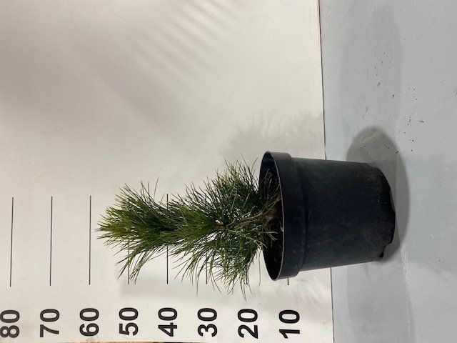 Spygliuotis, pušis kedrinė, vazonėlio skersmuo 23 cm.