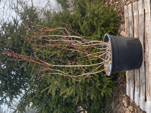 Vaiskrūmis, šilauogė, vazonėlio skersmuo 50 cm.
