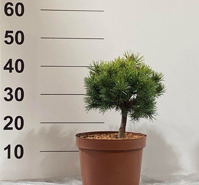 Spygliuotis, pušis "Mops", vazonėlio skersmuo 23 cm.