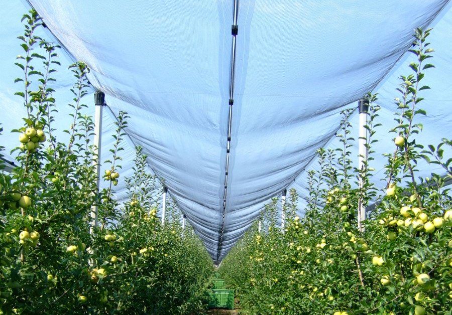 Tinklas nuo krušos NORTENE, žalios sp., HDPE, atsparus UV, 3x10 m