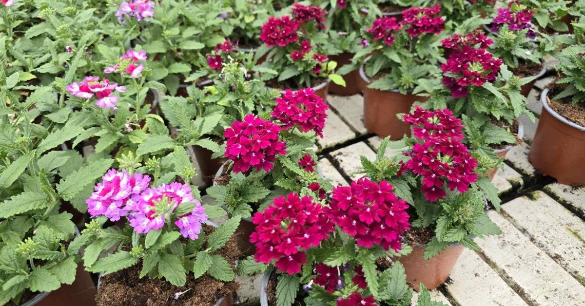 Vienmetės gėlės, svyrančių gėlių miksas, vazonėlio skersmuo 12 cm.