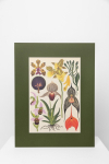 Botaninis printas „Orchidėja"