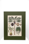 Botaninis printas „Palmės"