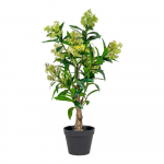 Dirbtinis augalas Skimmia - House Nordic