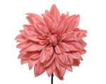 Kalėdinė dekoracija FLOWER DAHLIA, t. rožinės sp., 20 x 67 cm, 1 vnt.