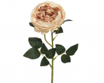 Kalėdinė dekoracija ROSE, šampaninės sp., 10 x 10 x 60 cm