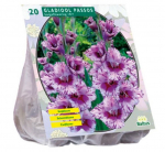 Kardelių svogūnėliai, lot. GLADIOLUS PASSOS, 20 vnt