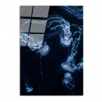 Paveikslas ant stiklo 70x100 cm Jelly Fish - Wallity