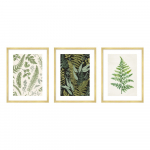 Plakatas 30x40 cm Fern - knor
