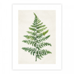 Plakatas 40x50 cm Fern