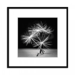 Plakatas 50x50 cm Dandel - Styler