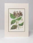 Vaistinių augalų printas „Aralia"