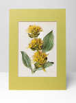 Vaistinių augalų printas „Geltonasis gencijonas"