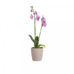 Vazonas iš keramikos ø 14 cm Thalia – Artevasi