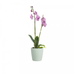 Vazonas iš keramikos ø 14 cm Thalia – Artevasi