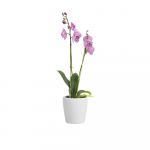 Vazonas iš keramikos ø 14 cm Thalia – Artevasi