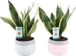 Vazoninis augalas sansevjera, Ø 13, 35 cm, lot. SANSEVIERIA